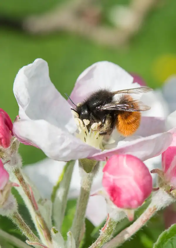 Wildbiene + Partner, un combat pour la biodiversité